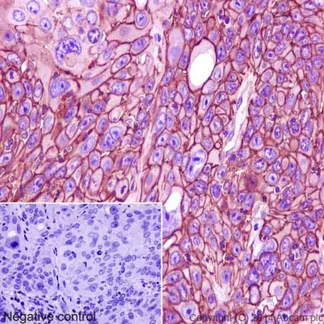 Anti-Sodium Potassium ATPase antibody [EP1845Y] - Plasma Membrane Loading Control(AB76020)