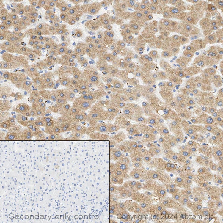Anti-C3 antibody [EPR19394](AB200999)