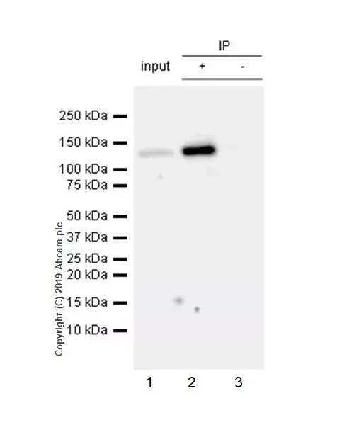 Anti-NLRP3 antibody [EPR23094-1](AB263899)