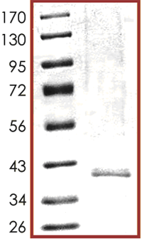 Recombinant human SIRT6 protein(AB104030)