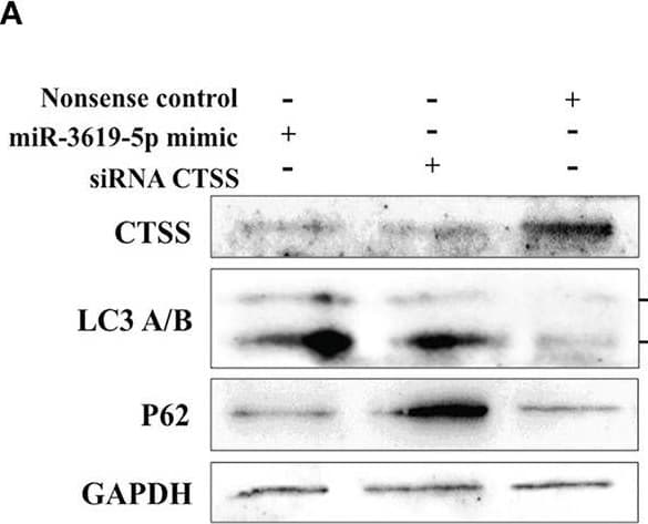 Cathepsin S Antibody Epr5128 Ab134157  Western Blot Img443564