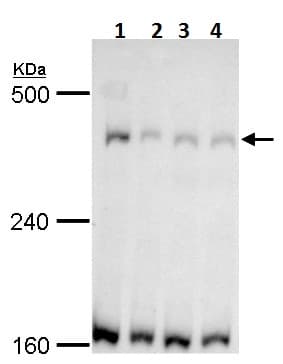 Anti-TRRAP antibody - N-terminal(AB227613)