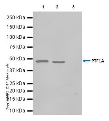 Ptf1a Antibody Epr19011 Ab182398  Immunoprecipitation Img8376