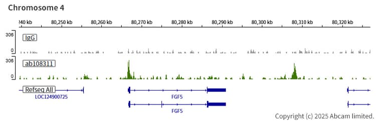 Anti-Transcription factor AP-2-alpha antibody [EPR2688(2)](AB108311)
