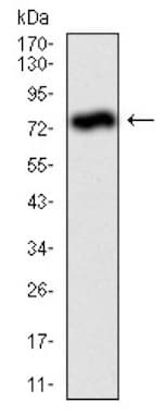 Anti-Alkaline Phosphatase, Tissue Non-Specific antibody [2F4](AB126820)