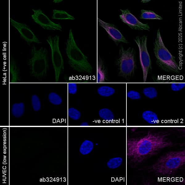 Goat Anti-Rabbit IgG H&L (Alexa Fluor® 488) preadsorbed(AB150081)