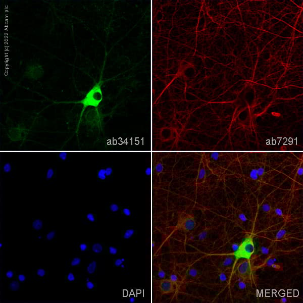 Anti-Caspr antibody(AB34151)