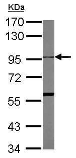 Anti-ADAM10 antibody(AB227172)