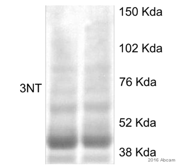 Anti-3-Nitrotyrosine antibody [39B6](AB61392)