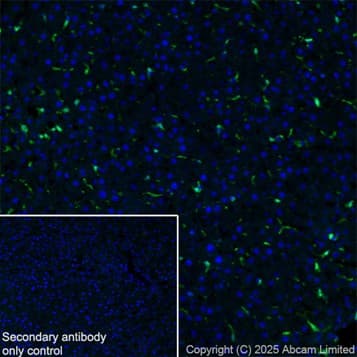 Anti-Iba1 antibody [EPR16588] – Chicken IgY (Chimeric)(AB318302)
