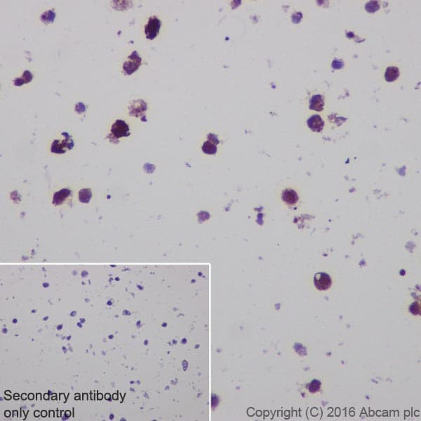 Anti-CRISPR-Cas9 antibody [EPR18991] - BSA and Azide free(AB232379)