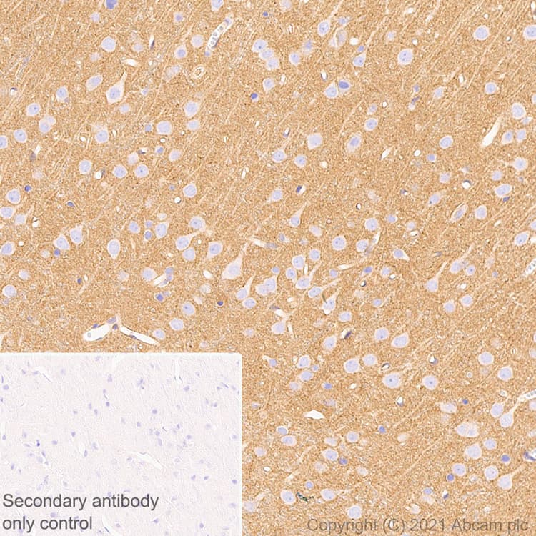 Anti-GNAS antibody [EPR24177-24] - BSA and Azide free(AB283287)