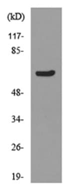 Anti-Ku70 (acetyl K331) antibody(AB190626)