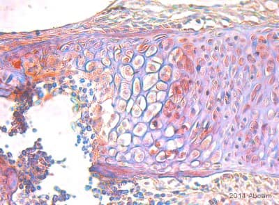 Parathyroid Hormone Receptor 1 Pth1r Antibody Ab75150  Immunohistochemistry Formalin Pfa Fixed Paraffin Embedded Sections Img140225