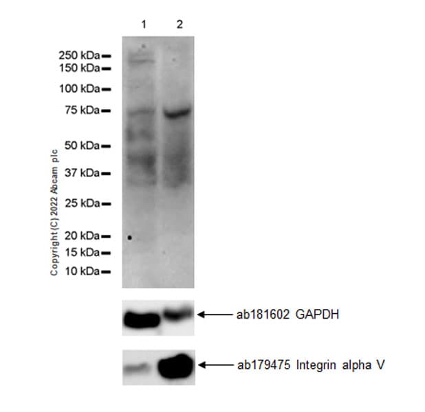 Anti-Integrin alpha V antibody [EPR16800](AB179475)