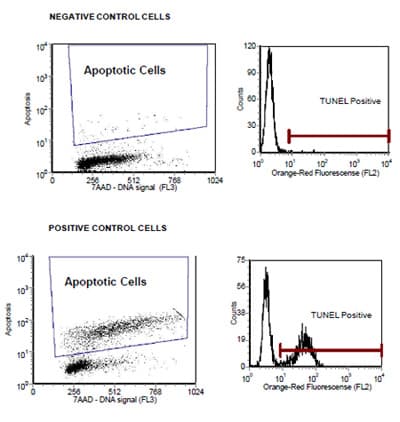 TUNEL Assay Kit - BrdU-Red(AB66110)