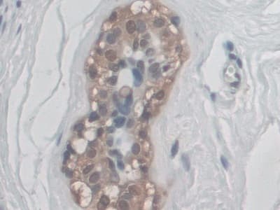 Cd300c Antibody Ab232789  Immunohistochemistry Formalin Pfa Fixed Paraffin Embedded Sections Img128648