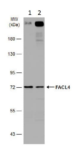 Anti-FACL4 antibody(AB227256)