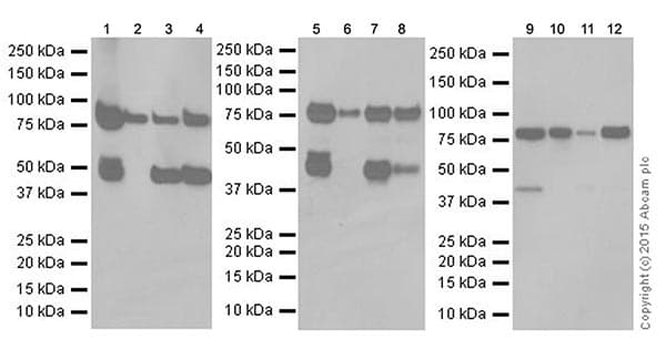 Anti-PI 3 Kinase p85 alpha antibody [EPR18702](AB191606)
