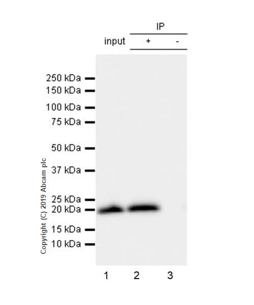 Anti-Histone H3 (mutated K27M) antibody [EPR18340] - ChIP Grade(AB190631)