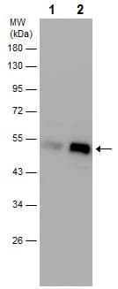 Anti-PHD2 / prolyl hydroxylase antibody - C-terminal(AB226890)