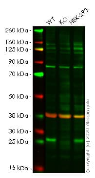 Ab258188  Western Blot Img136735