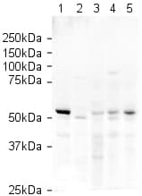 Anti-alpha Tubulin antibody - Loading Control(AB4074)