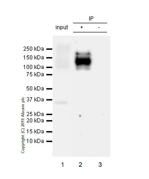 Anti-ANO6 antibody [EPR20910-105] - BSA and Azide free(AB256302)
