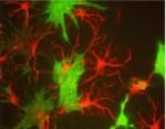 Alpha Internexin Antibody Ab7259  Immunocytochemistry Immunofluorescence Img134210