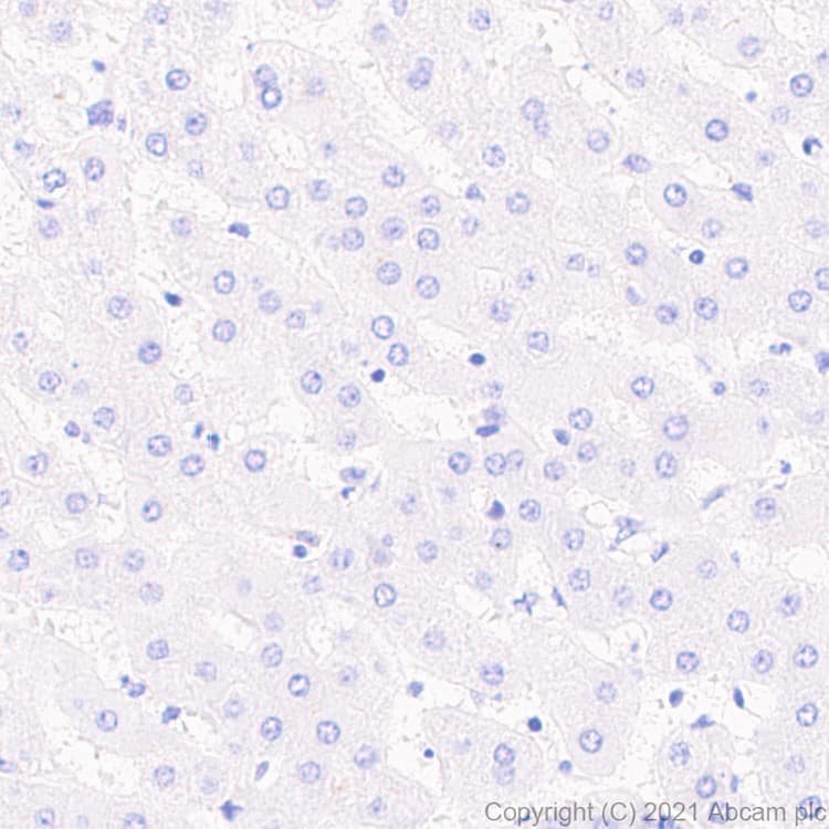 Anti-alpha 1 Fetoprotein antibody [RM1011] - BSA and Azide free(AB284396)