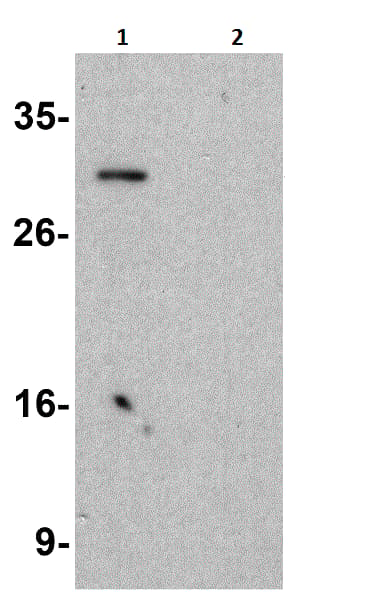 Kctd15 Antibody Ab106373  Western Blot Img46238