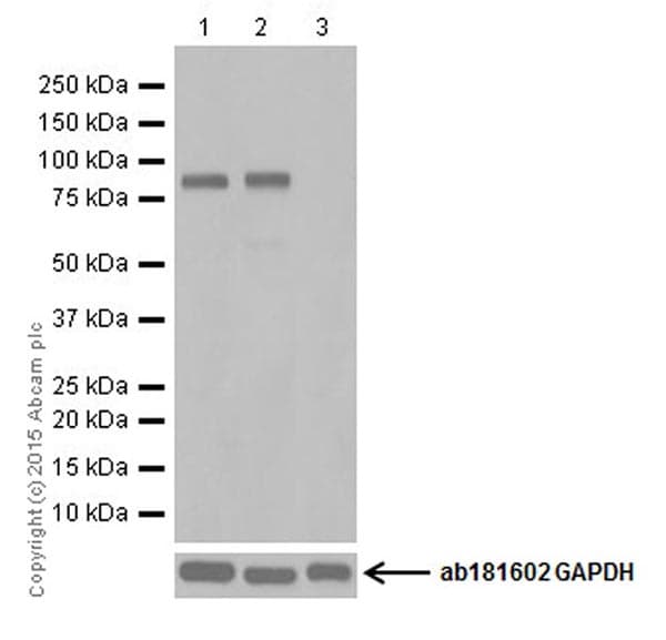 Anti-PROX1 antibody [EPR19273](AB199359)