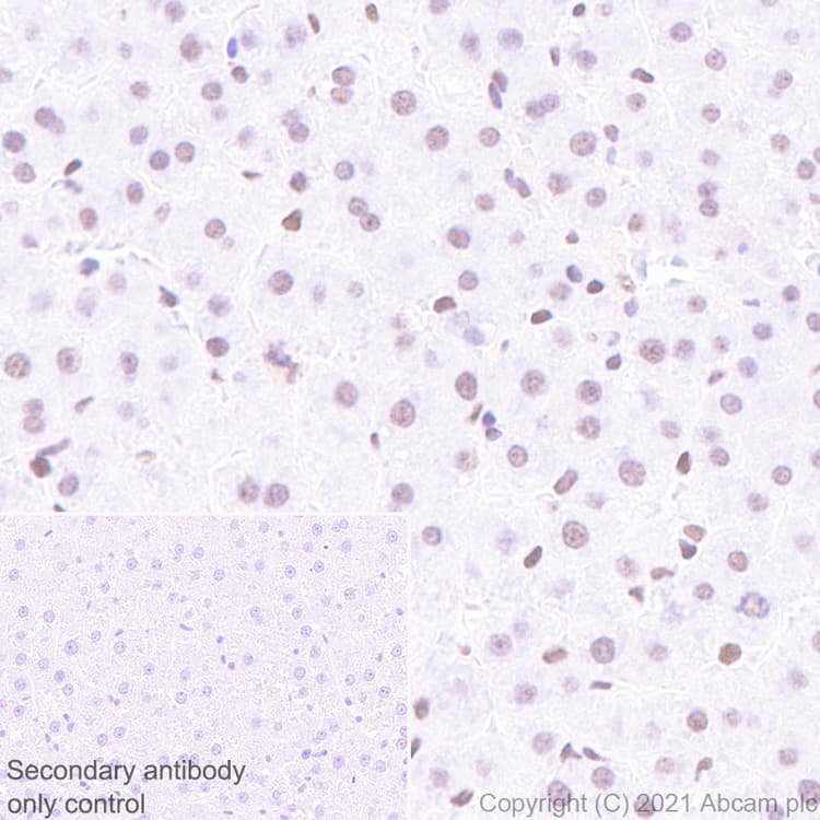 Anti-HDAC1 antibody [EPR23847-170](AB280198)