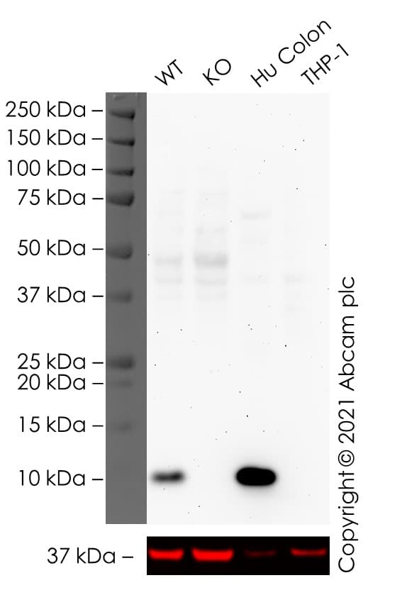 Anti-Trefoil Factor 3 antibody [EPR3974](AB108599)