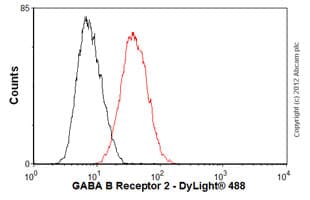 Anti-GabA B Receptor 2/GabBR2 antibody [EP2411Y](ab75838)