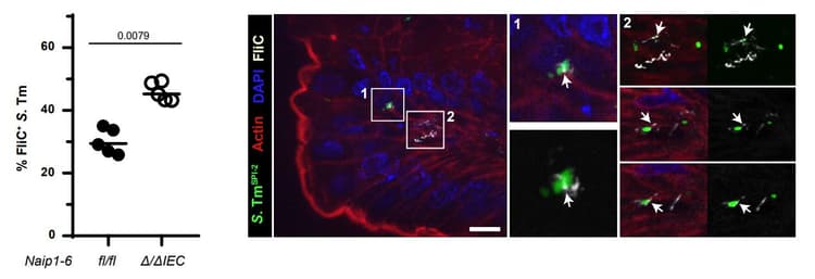 Cy3® Conjugation Kit (Fast) - Lightning-Link®(AB188287)
