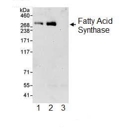 Anti-Fatty Acid Synthase antibody(AB99359)