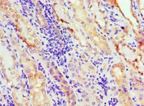 Anti-Annexin-11/ANXA11 antibody(AB236599)