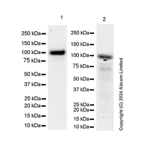 Gab1 Antibody Epr26118 37 Ab319136  Western Blot Img434800