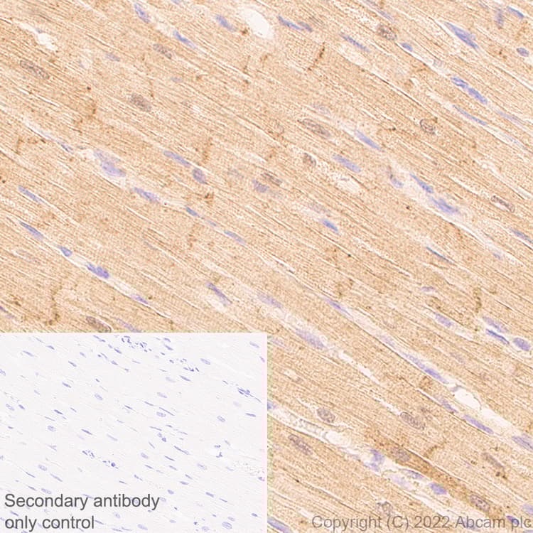 Anti-Cofilin 2 antibody [EPR24519-7](AB300128)