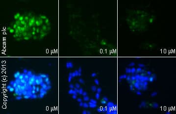 Anti-Oct4 antibody(AB19857)