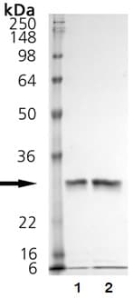 Recombinant human Cathepsin K protein (Active)(AB157067)