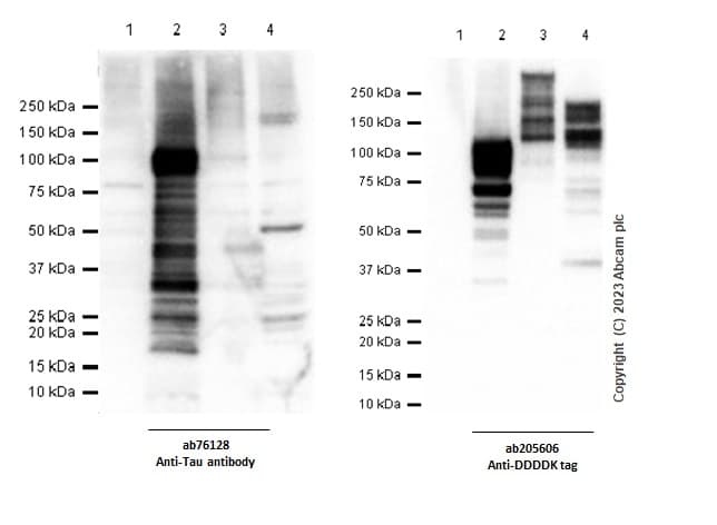 Anti-Tau antibody [EP2456Y](AB76128)