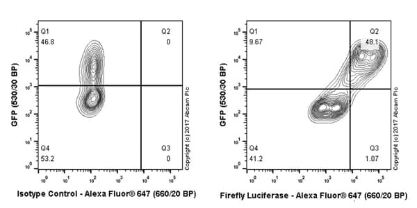 Anti-Firefly Luciferase antibody [EPR17789] - BSA and Azide free(AB238448)