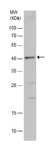 Anti-PDX1 antibody(AB227586)