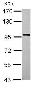 Xab2 Antibody N Terminal Ab228006  Western Blot Img146651