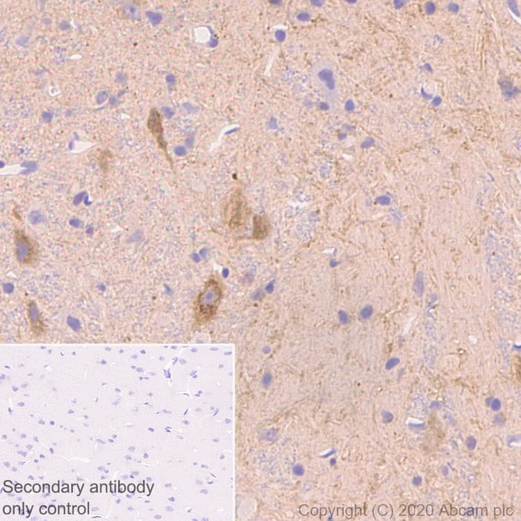 Anti-NPTX2 antibody [EPR24020-38] - BSA and Azide free(AB277533)