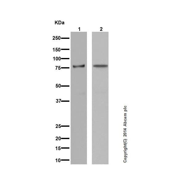 Pkc Antibody Epr16898 Ab179522  Western Blot Img26683