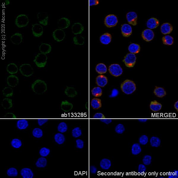 Aven Antibody Epr4720 Ab133285  Immunocytochemistry Immunofluorescence Img164691