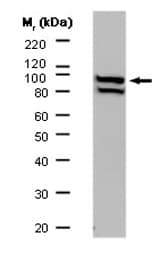 Anti-ALIX antibody [3A9](AB117600)